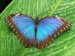 motyl modry